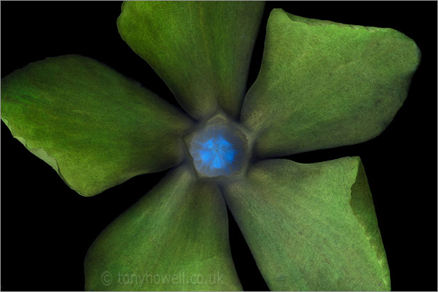 Vinca, Periwinkle