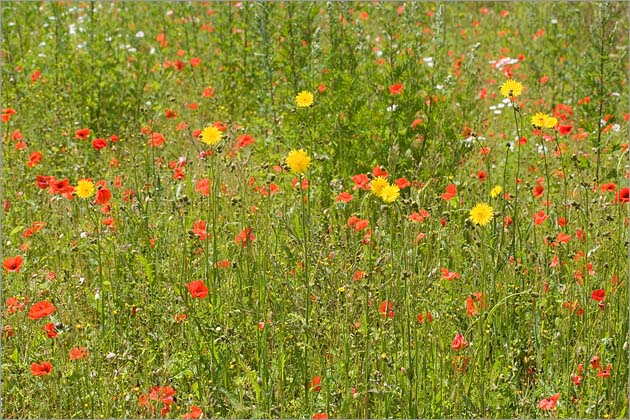Hawkweed and Poppies