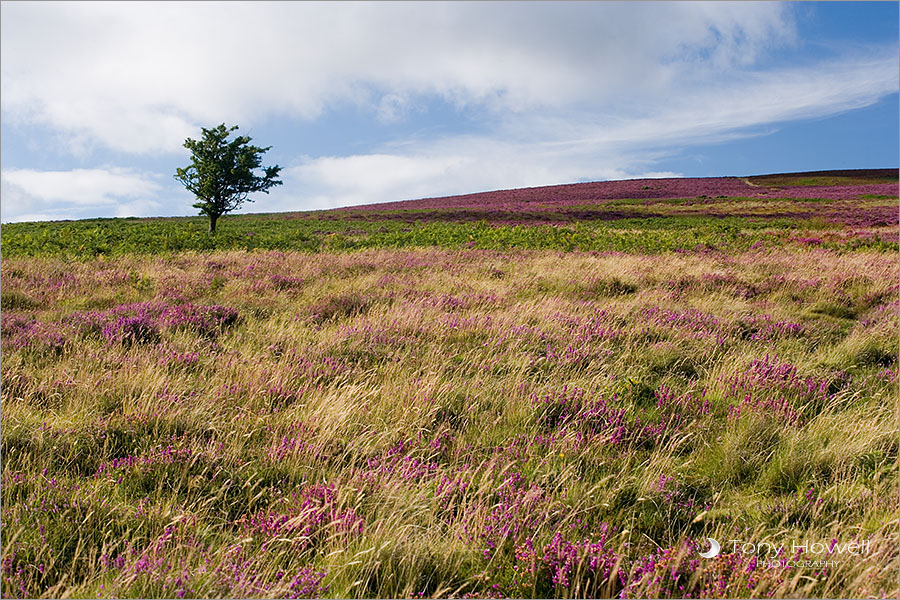 Hawthorn Tree, Heather