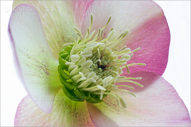 Hellebore