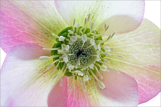 Hellebore