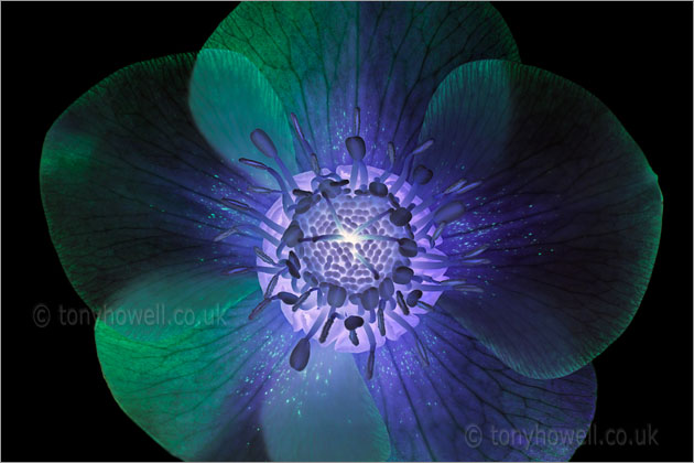 Hellebore