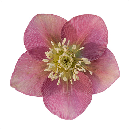 Hellebore