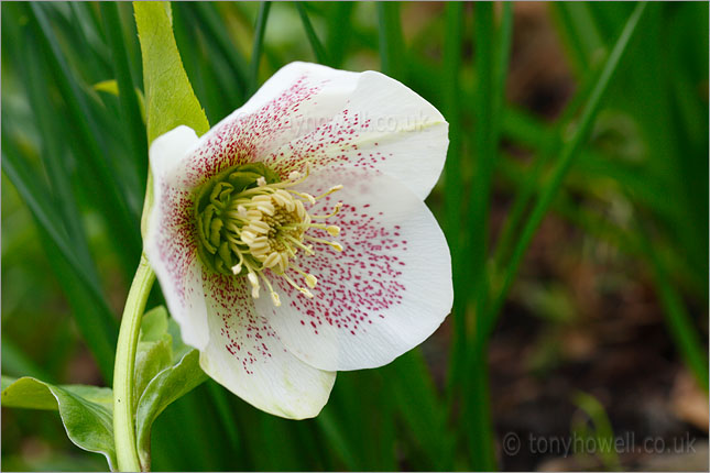 Hellebore