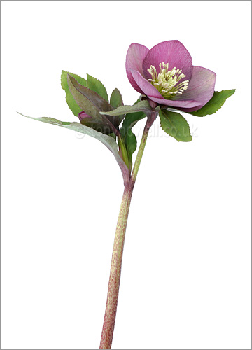 Hellebore