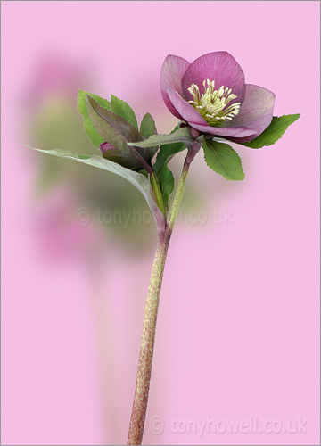 Hellebore
