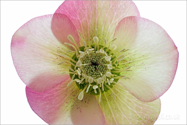 Pale Pink Hellebore