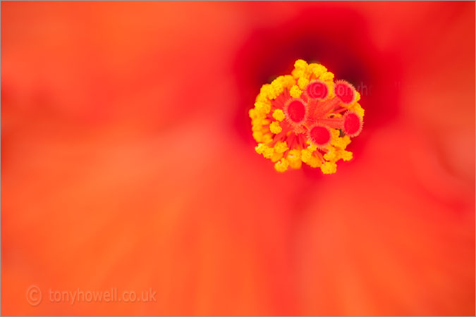 Hibiscus, Orange