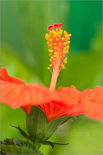 Hibiscus, Orange