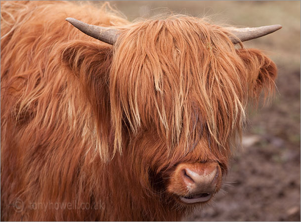 Highland Cow