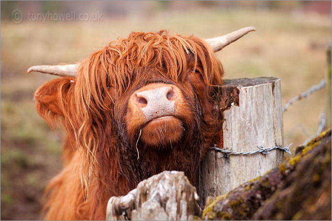 Highland Cow, scratching