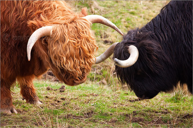 Highland Cows in a tussle