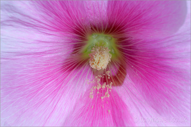 Hollyhock
