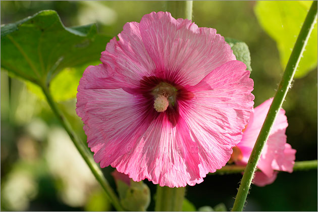 Hollyhock
