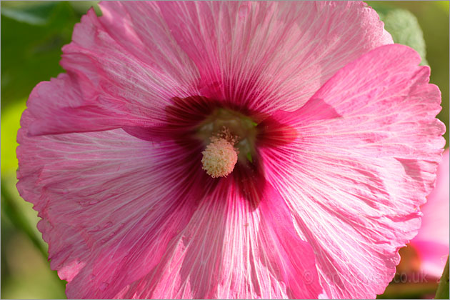 Hollyhock