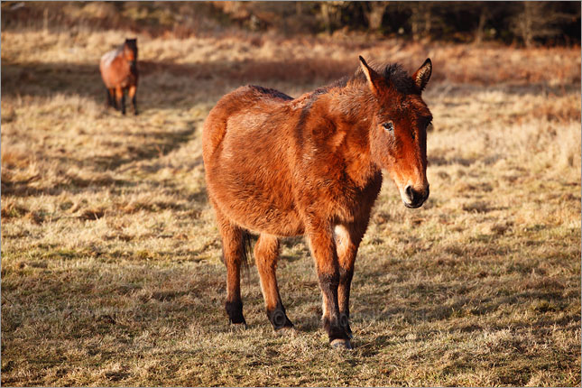 Horses, Cheddar Gorge 