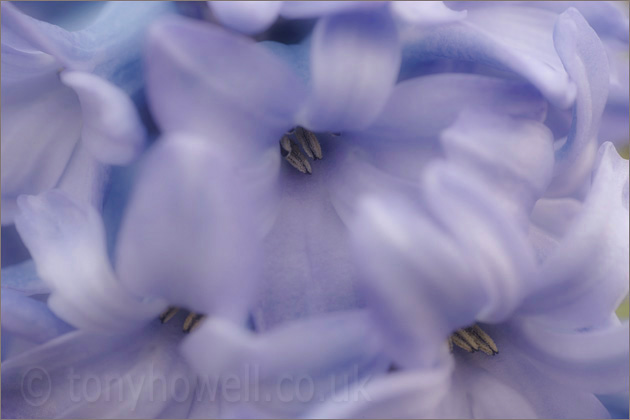 Hyacinth, Blue