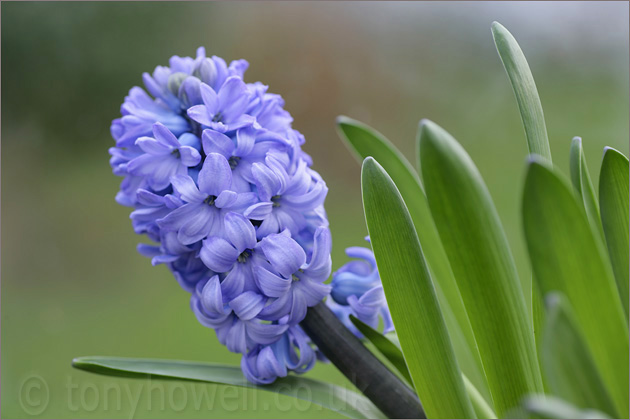 Hyacinth, Blue
