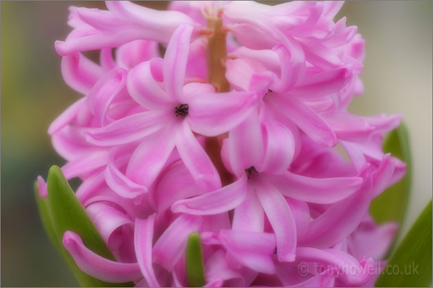 Hyacinth, Pink