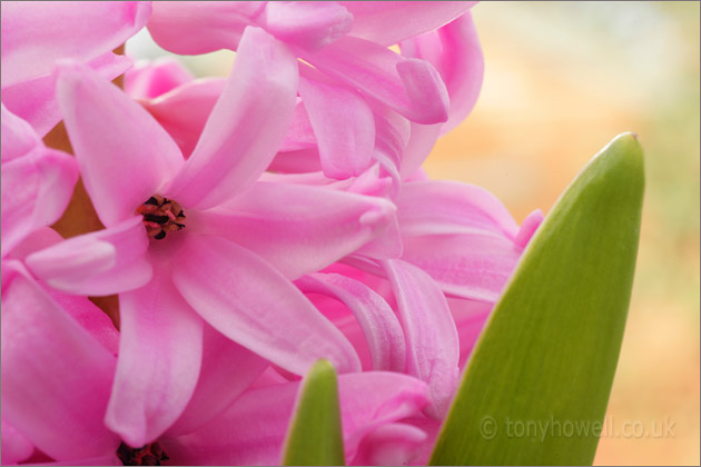 Hyacinth, Pink