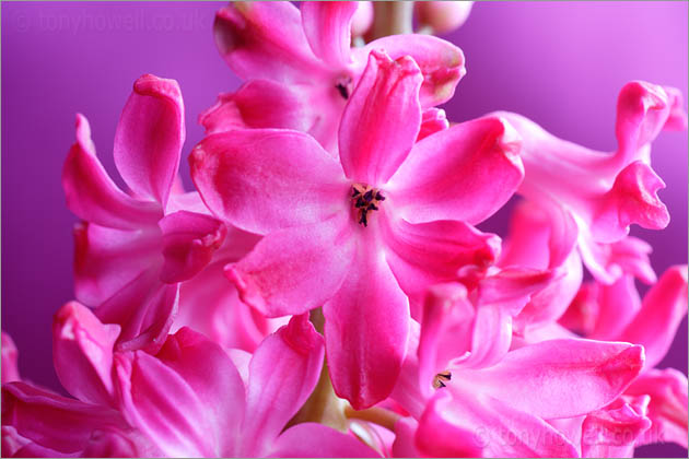 Hyacinth, Pink