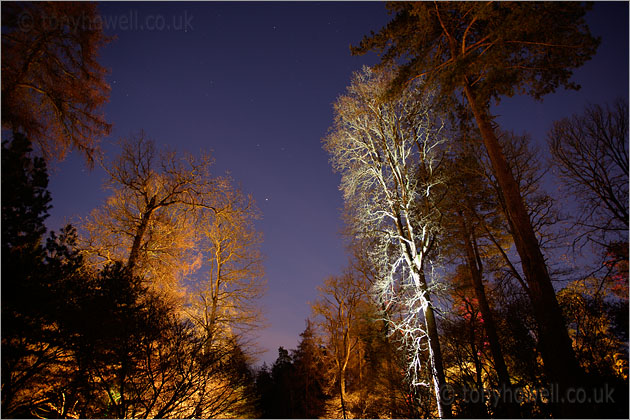 Illuminated Trees