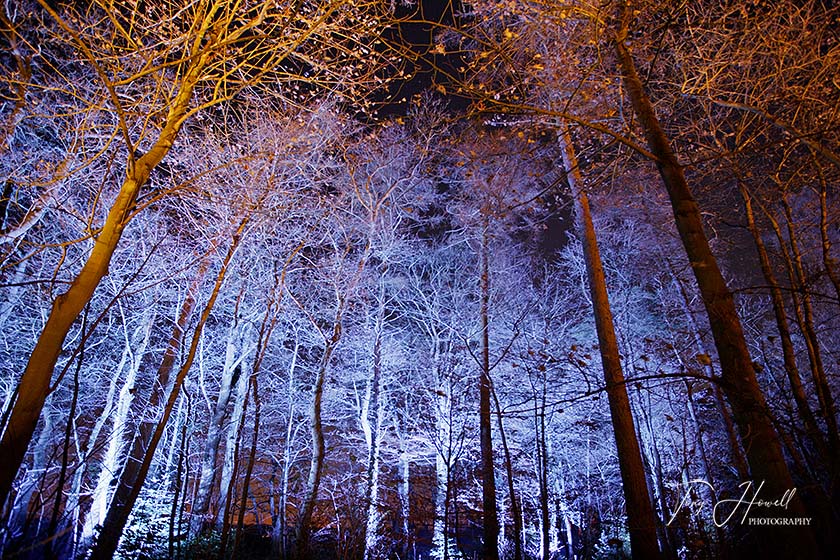 Illuminated Trees