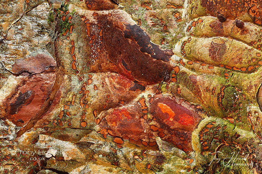 Indian Horse Chestnut Bark