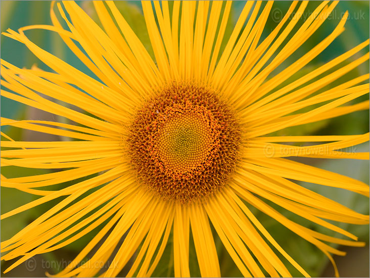 Inula hookerii