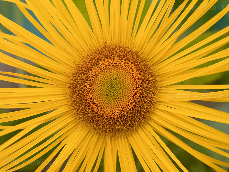 Inula