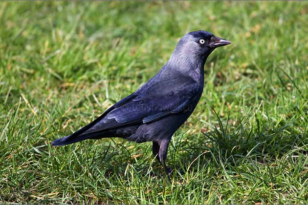 Jackdaw