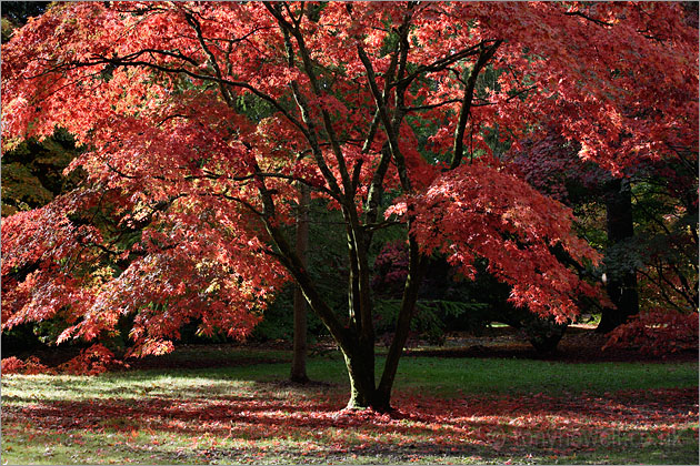 Japanese Maple, Acer