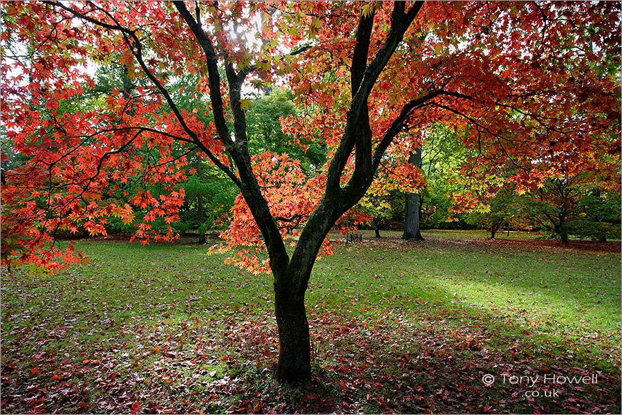 Japanese Maple, Acer