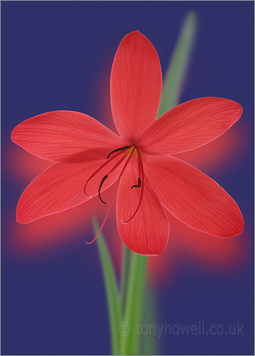 Kaffir Lily