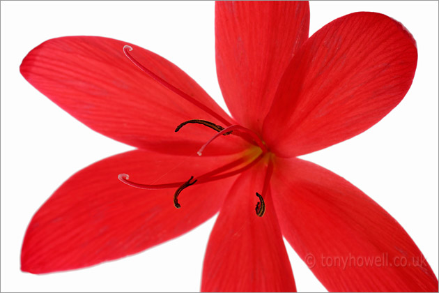 Kaffir Lily