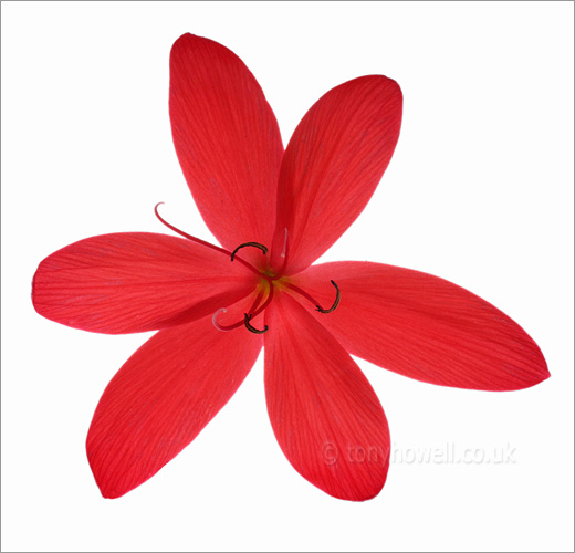 Kaffir Lily