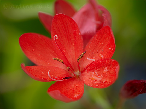 Kaffir Lily