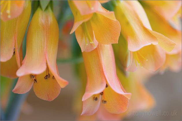 Kalanchoe cubiflora