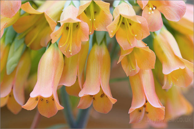 Kalanchoe cubiflora