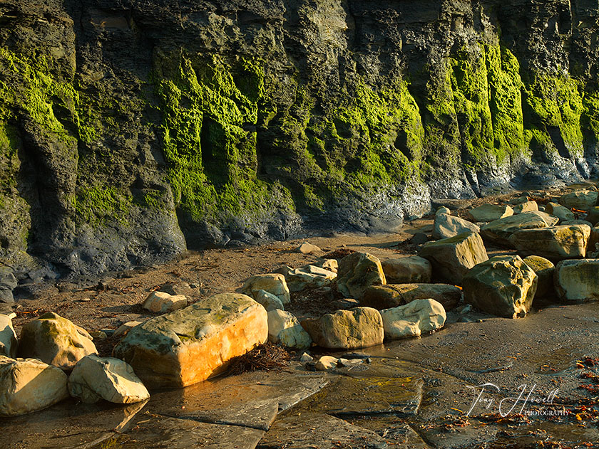 Rocks, Algae