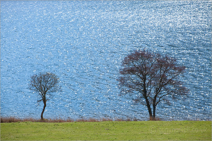 Trees, Crummock Water