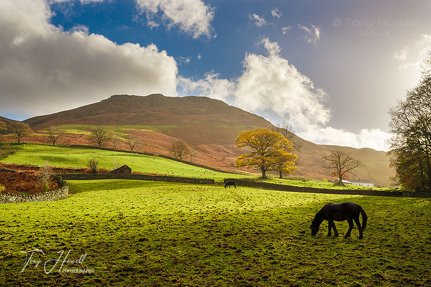 Horses near Keswick
