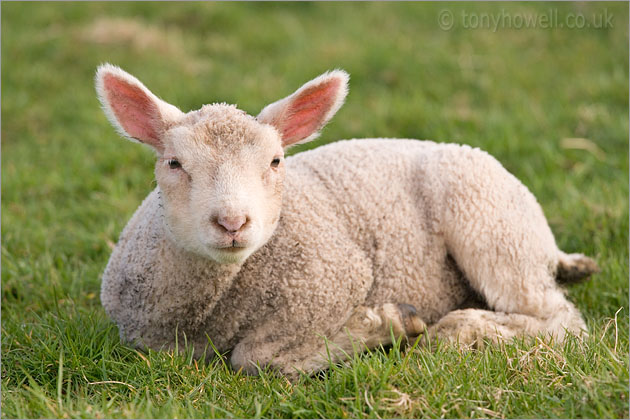 Lamb