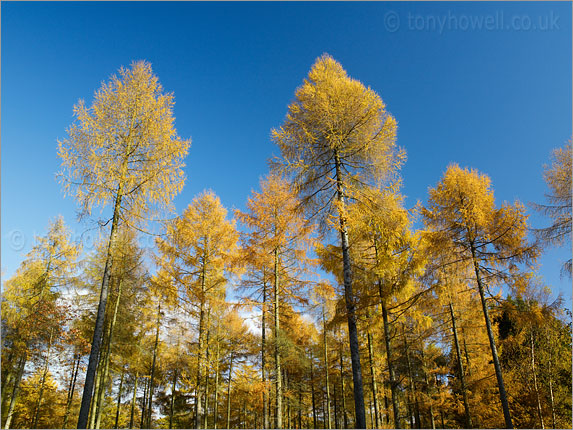 Larch Trees, Autumn