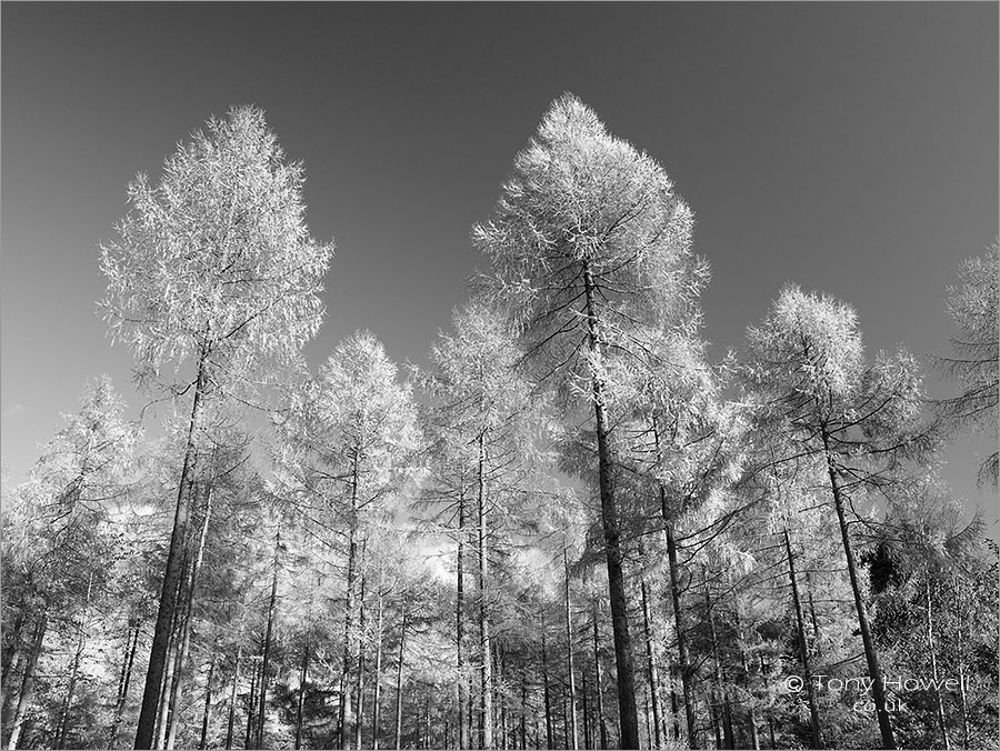 Larch Trees, Autumn