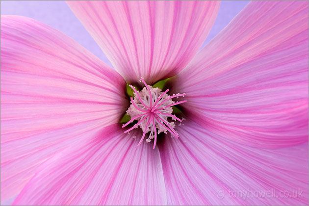 Lavatera