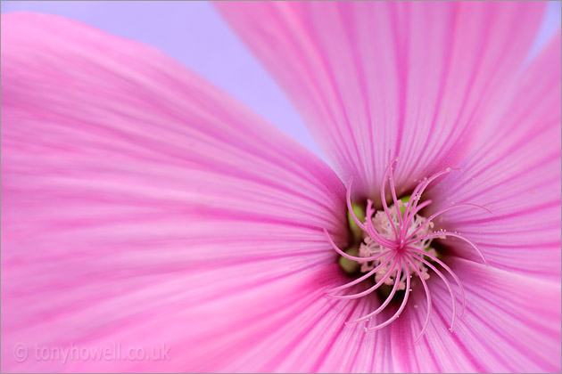 Lavatera, Pink