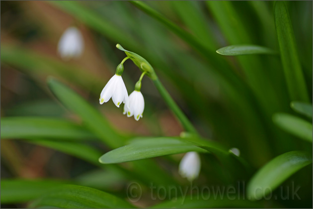 Leucojum