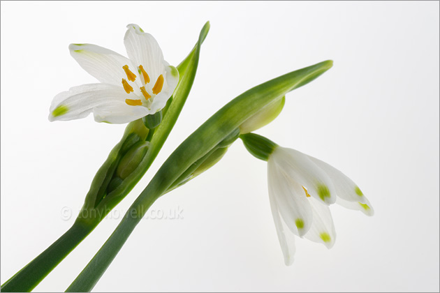 Leucojum