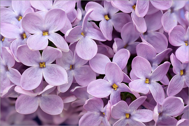 Lilac